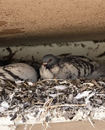 odstranjevanje golobov