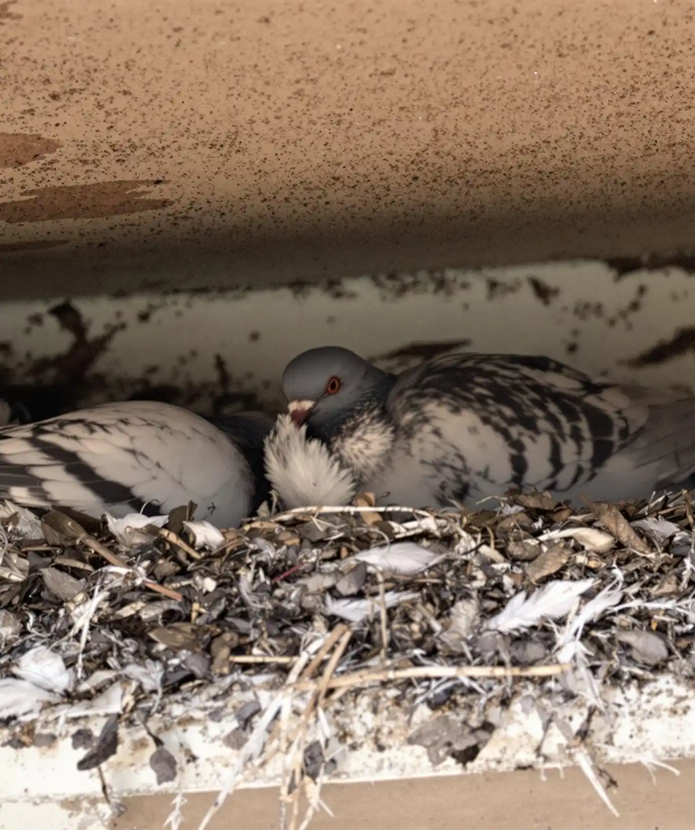 odstranjevanje golobov