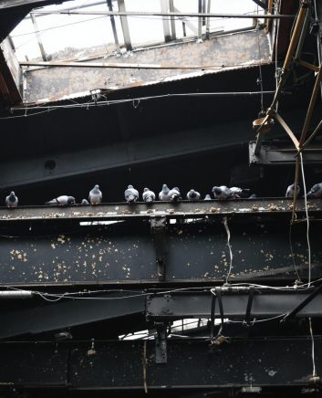 odstranjevanje golobov